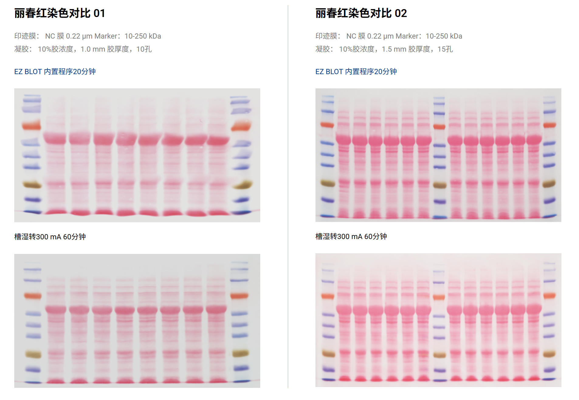转膜结果比对2.jpg